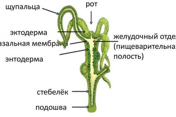 Кракен верное зеркало