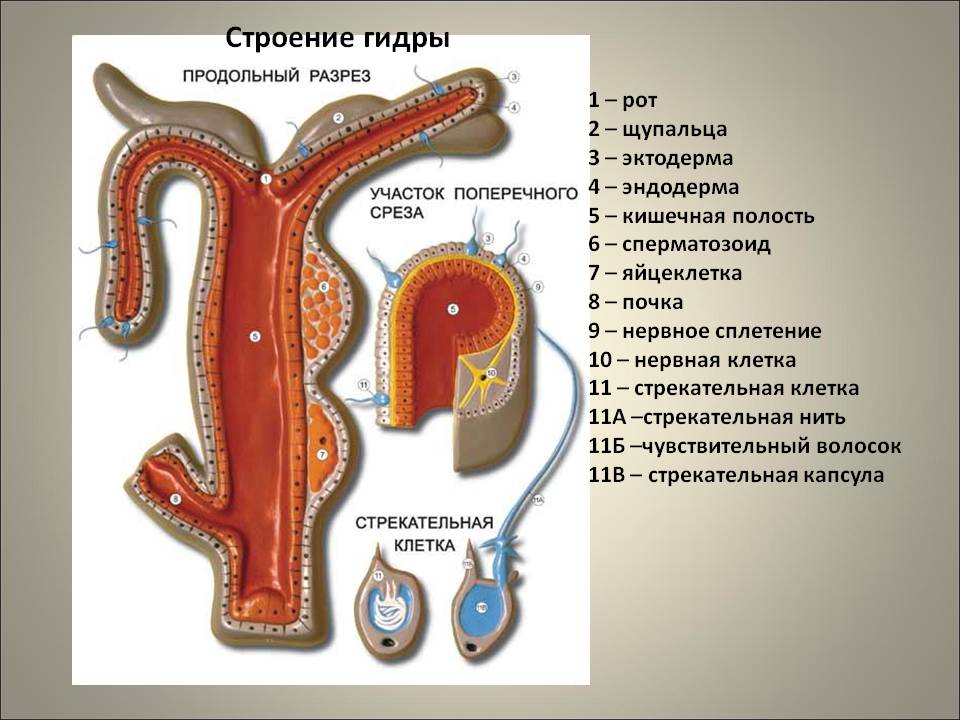 Актуальные ссылки кракен на 2025